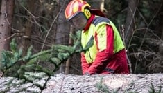 Holzschlägerungen durch den Maschinenring 